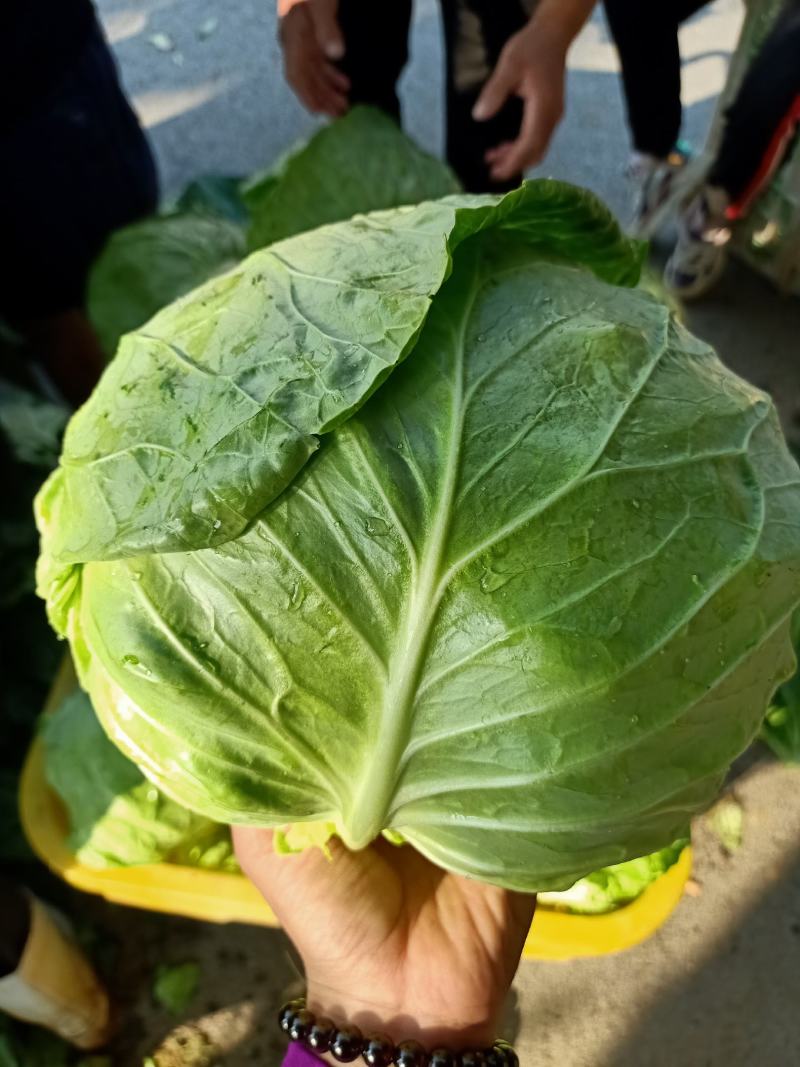 精品甘蓝，平邑圆包菜，韩绿系列，绿真，绿霸，精品代发全国