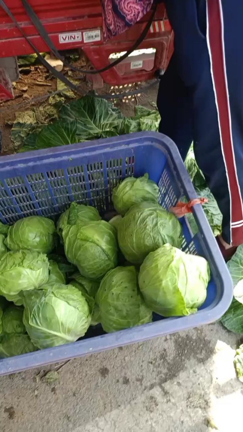 精品甘蓝，平邑圆包菜，韩绿系列，绿真，绿霸，精品代发全国