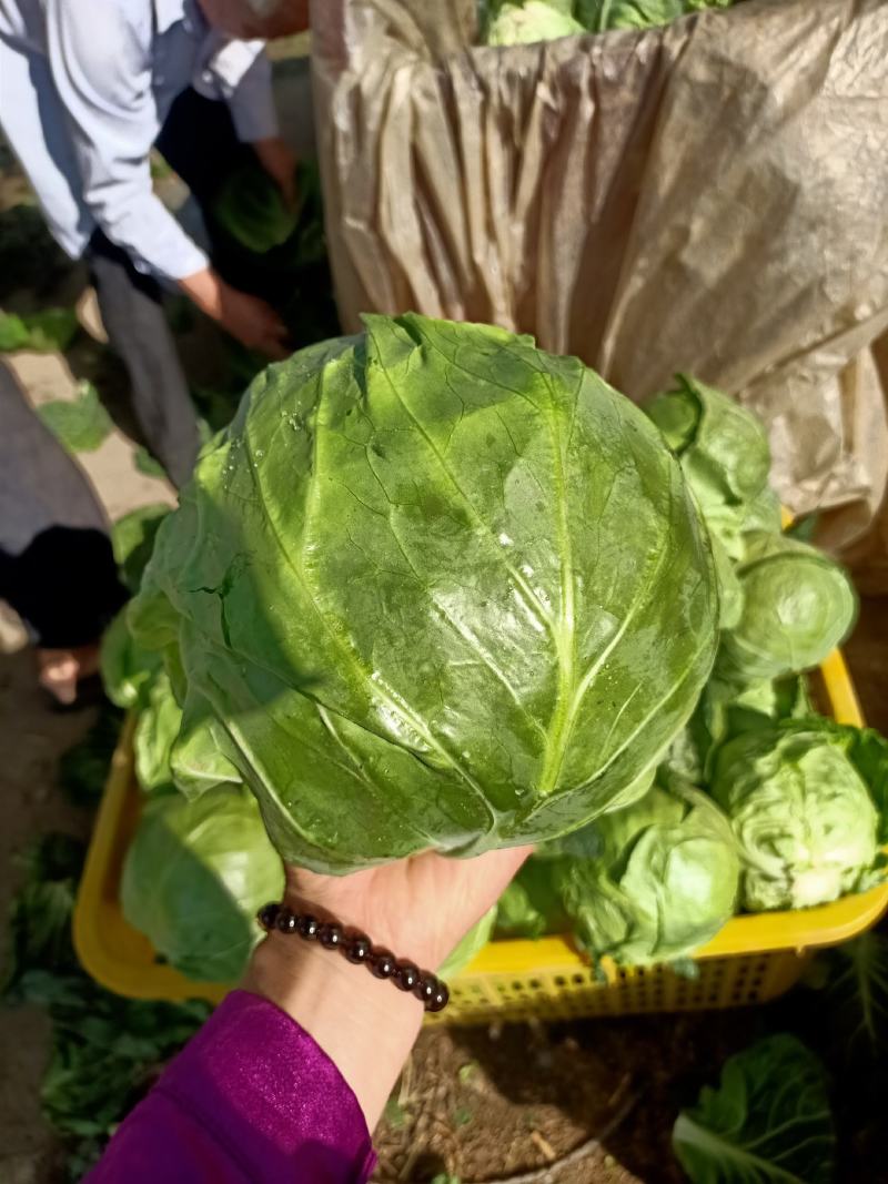 精品甘蓝，平邑圆包菜，韩绿系列，绿真，绿霸，精品代发全国