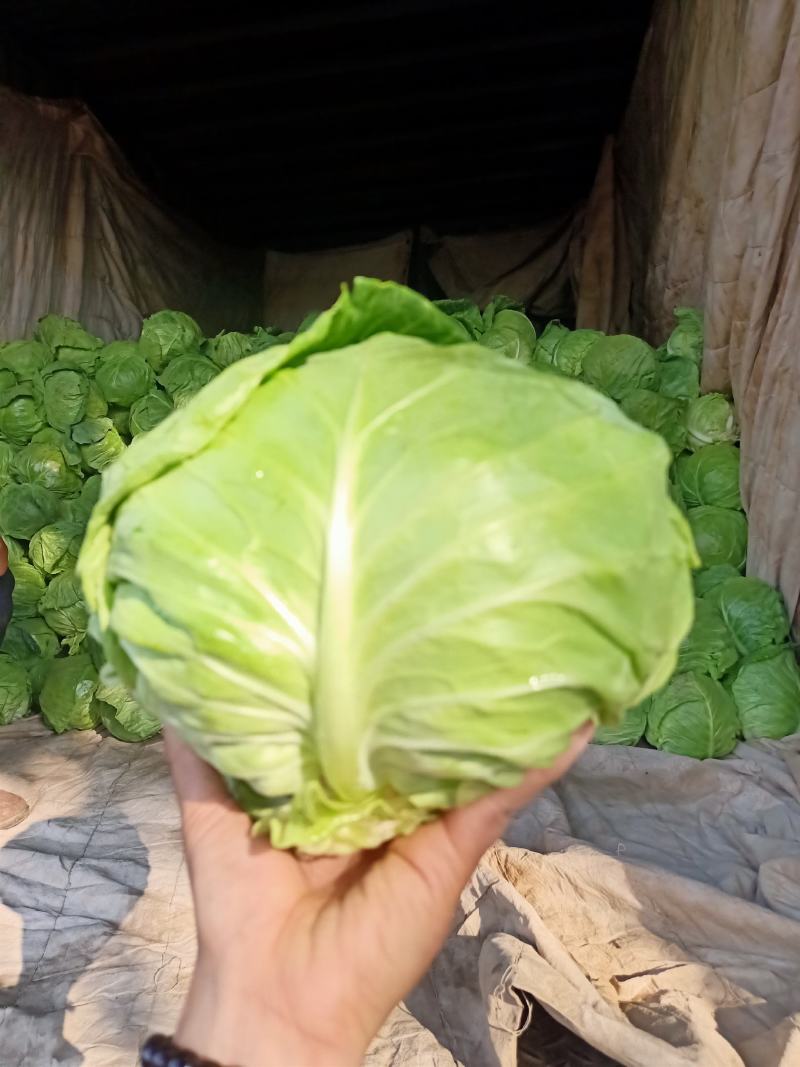精品甘蓝，平邑圆包菜，韩绿系列，绿真，绿霸，精品代发全国