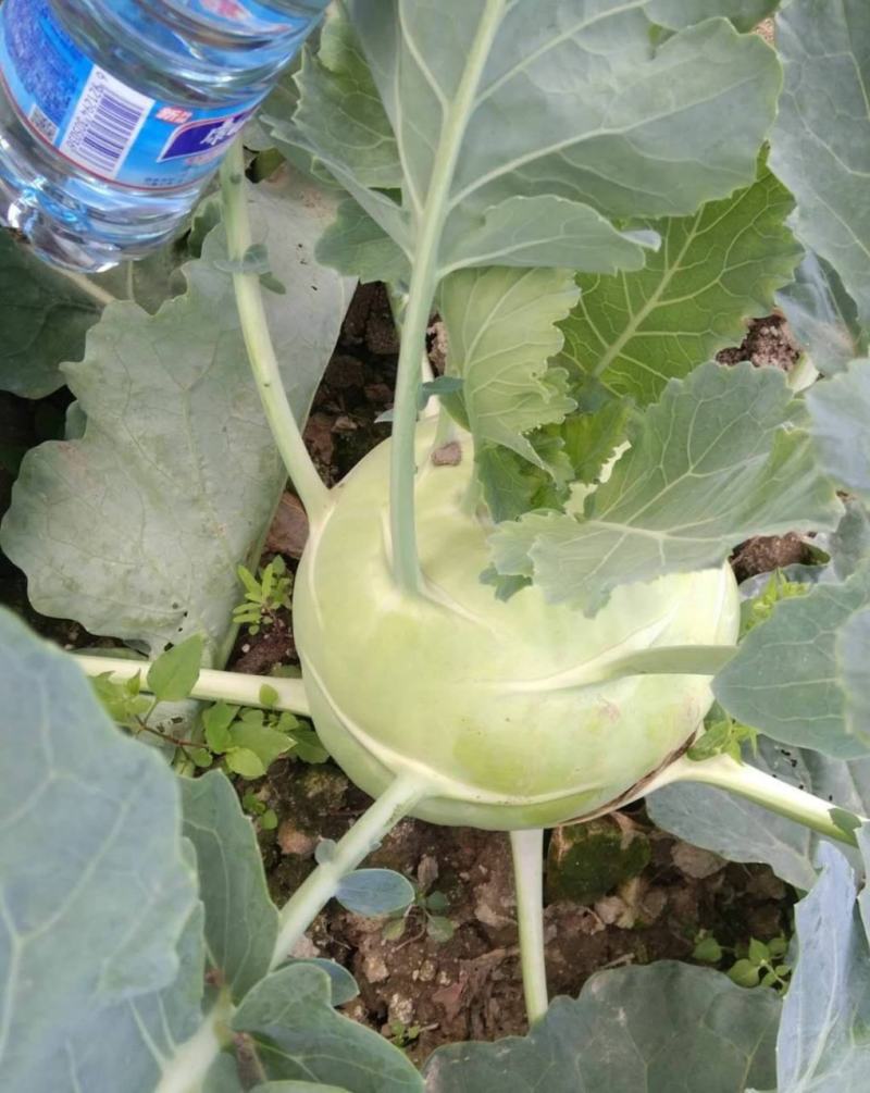 春秋青苤蓝种子苤兰菜种子芥蓝菜夏秋季蔬菜高产耐高温疙瘩