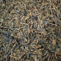 全蝎干货纯清水蝎子常年经营各种中药材