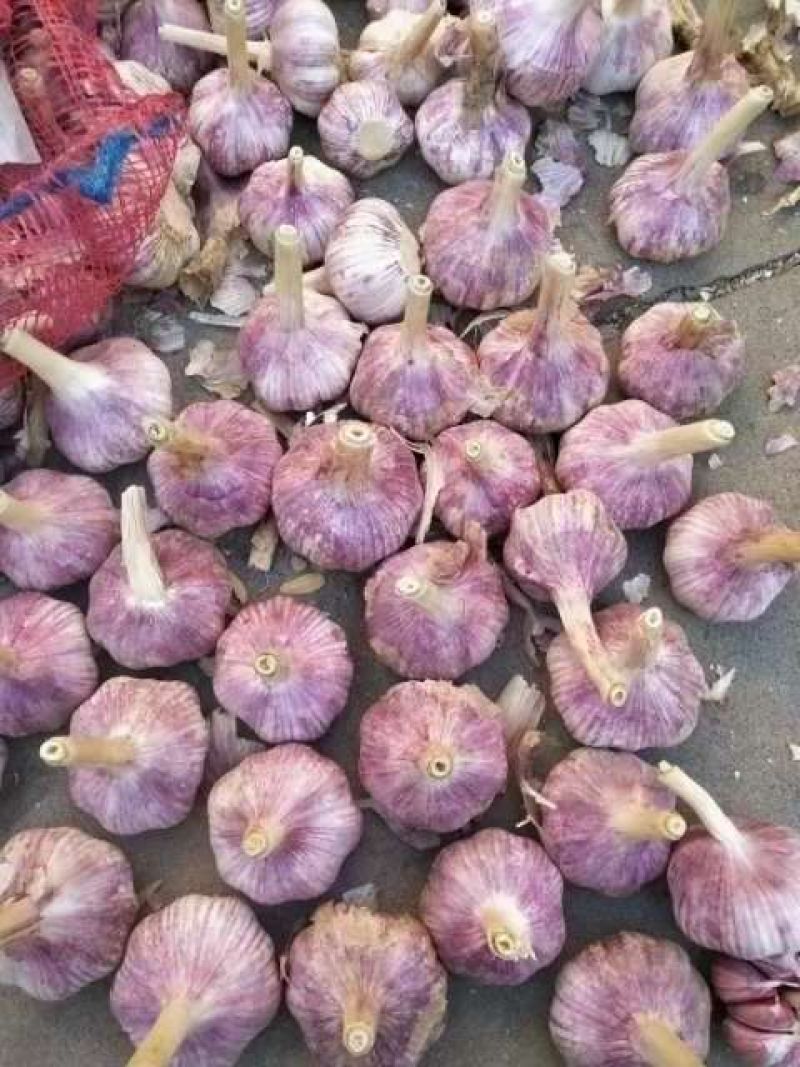 正宗金乡马集太空蒜种，早熟红皮高产