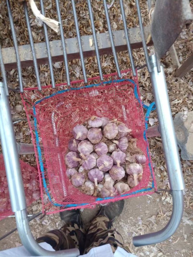 正宗金乡马集太空蒜种，早熟红皮高产