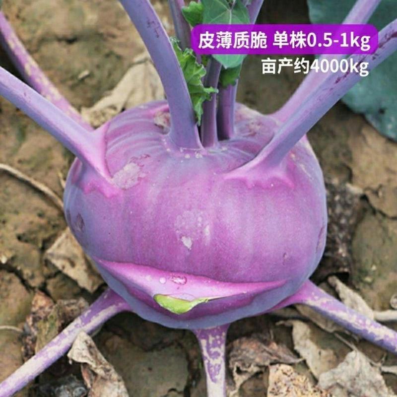 春秋紫苤蓝种子苤兰蔬菜种子春秋易种紫色天津青苤蓝紫大头菜