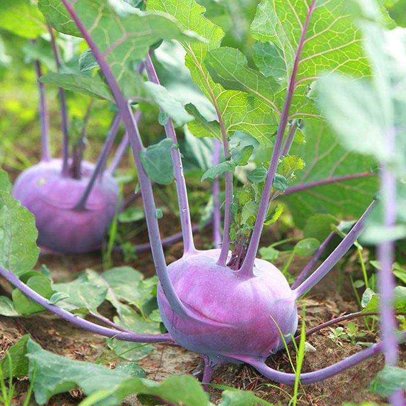 春秋紫苤蓝种子苤兰蔬菜种子春秋易种紫色天津青苤蓝紫大头菜