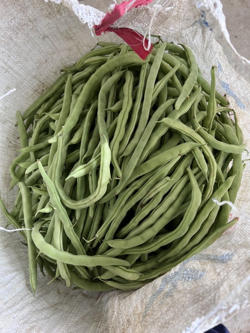 抚宁豆角大量上市，欢迎各位选购，诚信代收，合作共赢