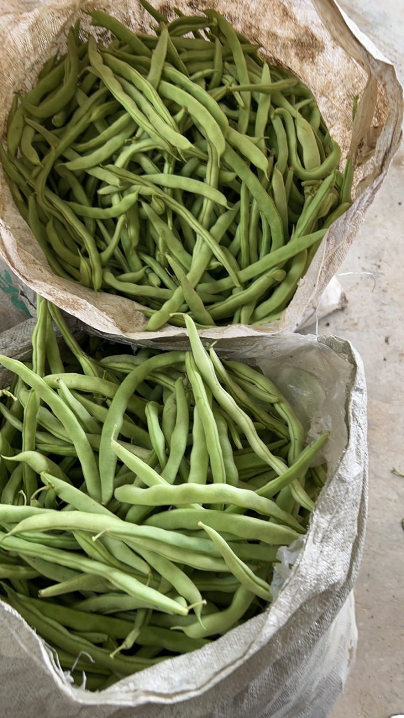 抚宁豆角大量上市，欢迎各位选购，诚信代收，合作共赢