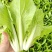 小白菜快菜航白菜小青菜视频看货代收代办，产地直供保质保量