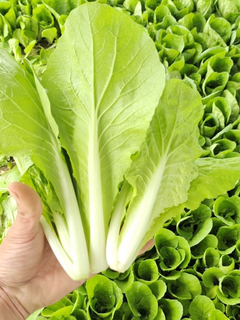 小白菜快菜航白菜小青菜视频看货代收代办，产地直供保质保量