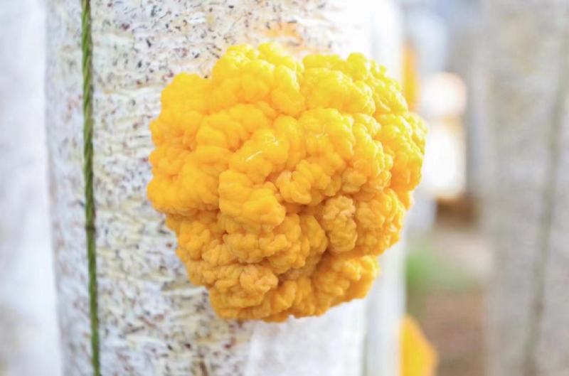 金耳菌棒菌种大量生产中后期全程技术跟踪指导协助销售