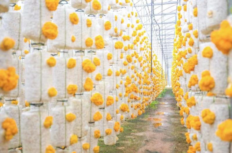 金耳菌棒菌种大量生产中后期全程技术跟踪指导协助销售