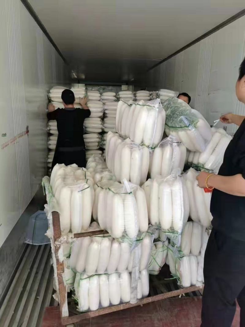 大萝卜上市，通货，精品，可散装可打冷精品萝卜，各种重量都
