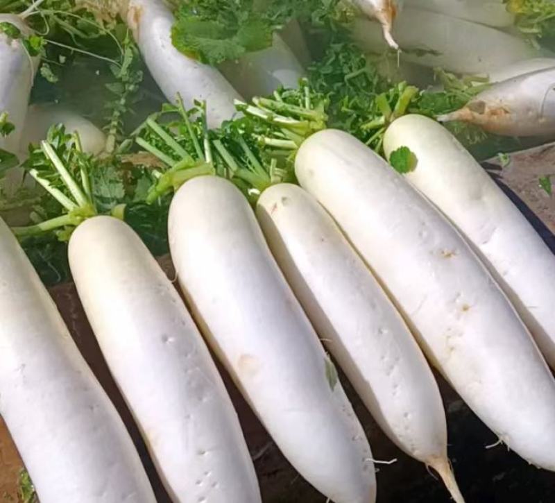 大萝卜上市，通货，精品，可散装可打冷精品萝卜，各种重量都