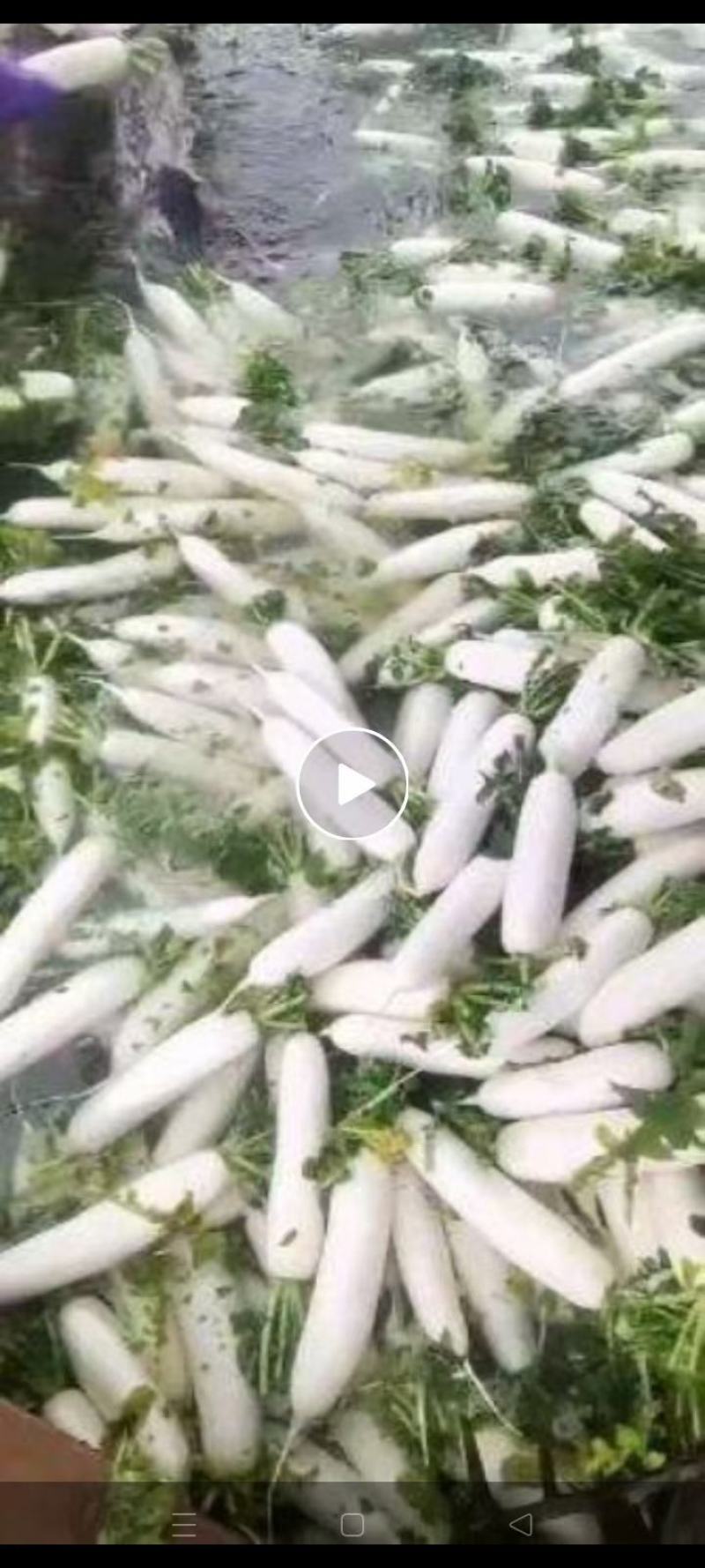 大萝卜上市，通货，精品，可散装可打冷精品萝卜，各种重量都