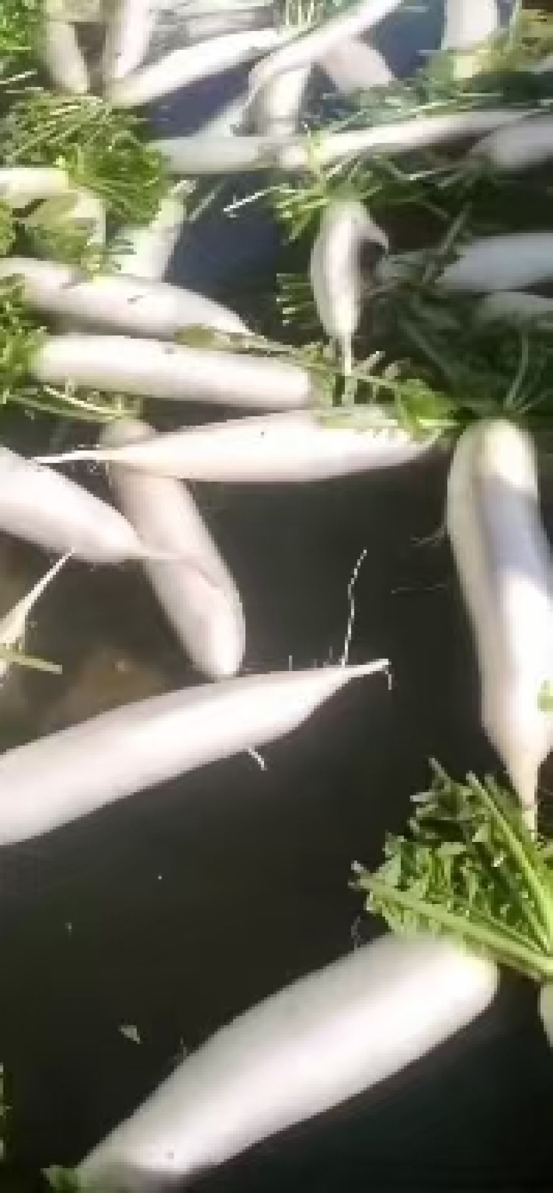 大萝卜上市，通货，精品，可散装可打冷精品萝卜，各种重量都