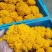 金耳菌棒菌种大量生产中后期全程技术跟踪指导协助销售