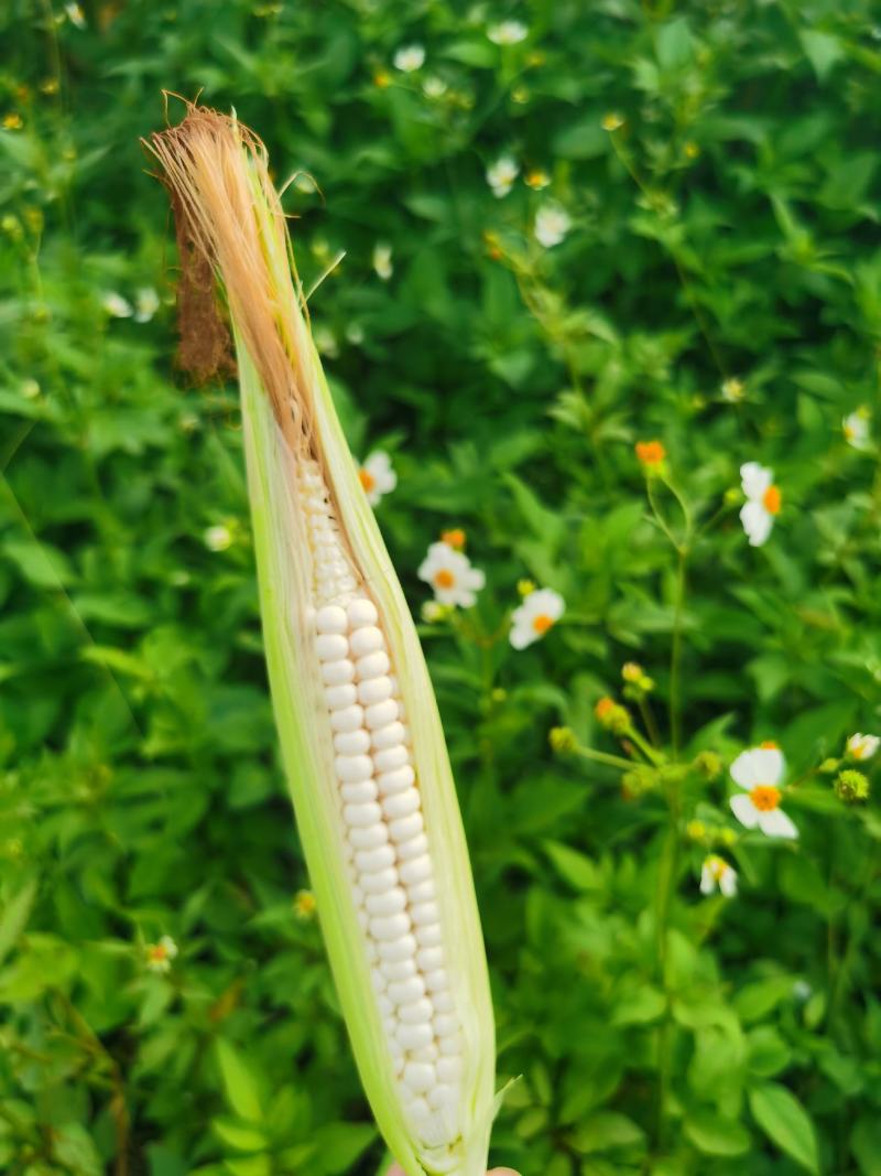 西双版纳拇指小玉米软糯香甜