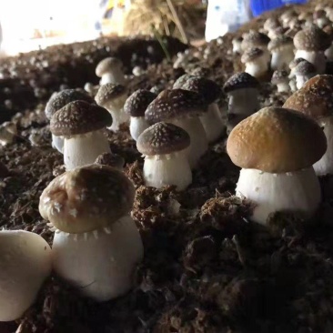 赤松茸大球盖菌种常年有货全程技术跟踪指导