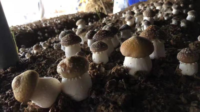 赤松茸大球盖菌种常年有货全程技术跟踪指导