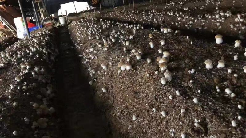 赤松茸大球盖菌种常年有货全程技术跟踪指导