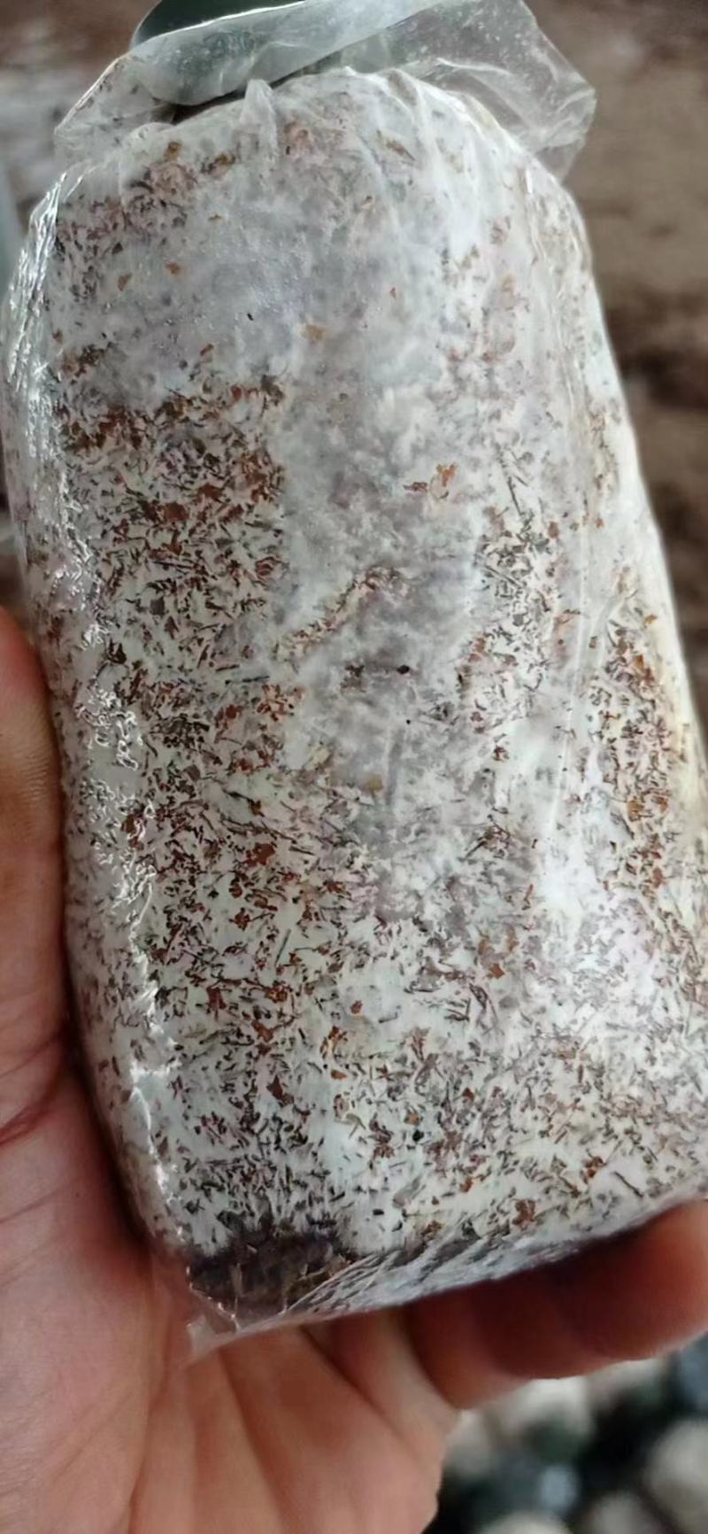 赤松茸大球盖菌种常年有货全程技术跟踪指导