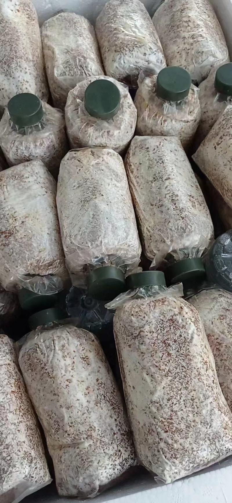 赤松茸大球盖菌种常年有货全程技术跟踪指导