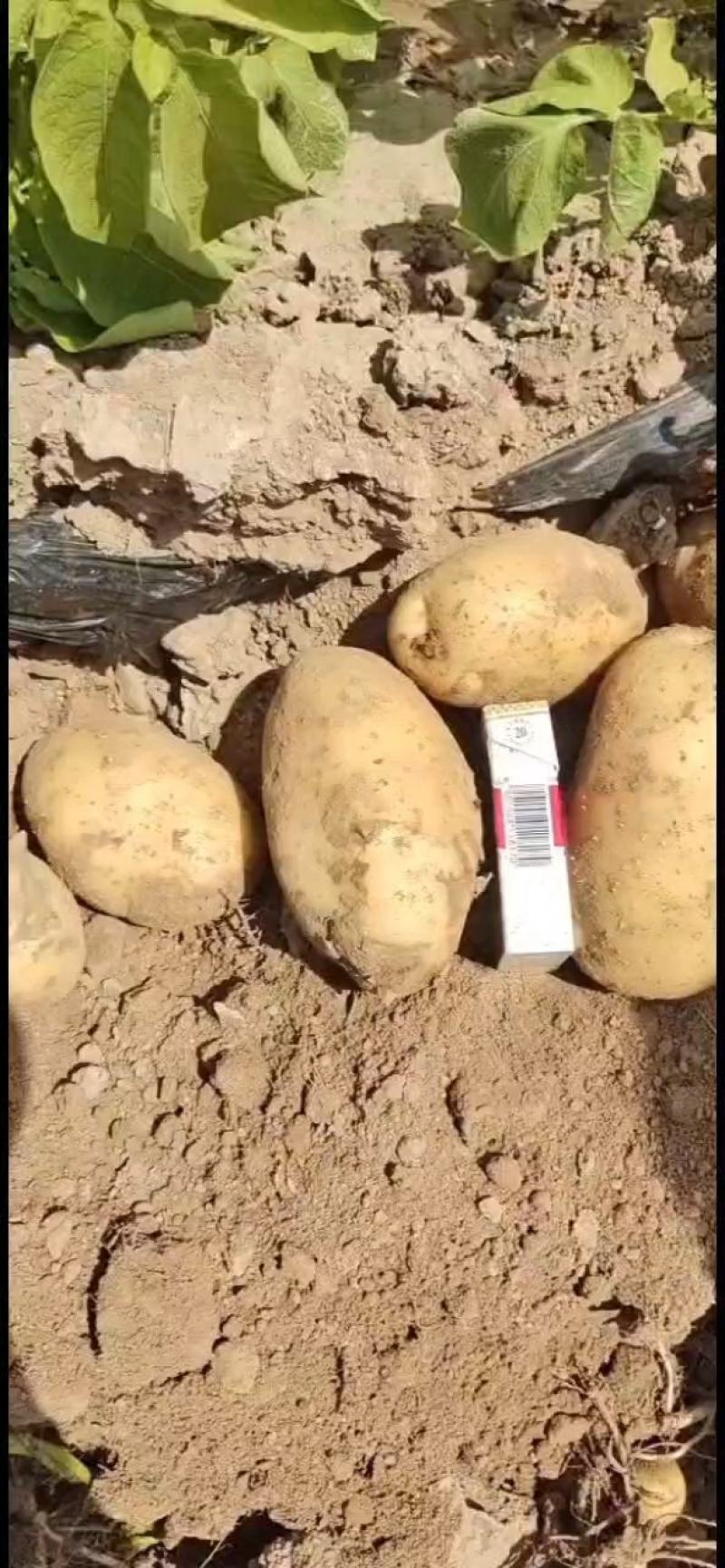 河南开封黄心土豆产地直供大量有货，量大从可视频看货！
