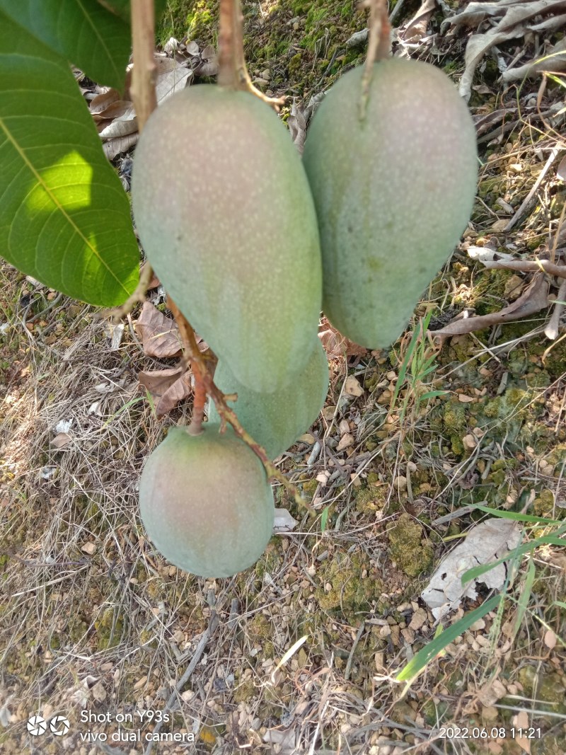 广西百色田东县大批芒果上市