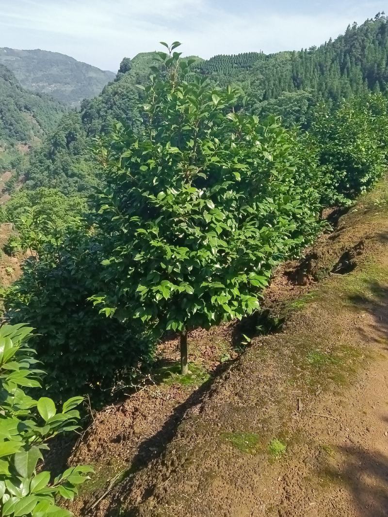 茶花
