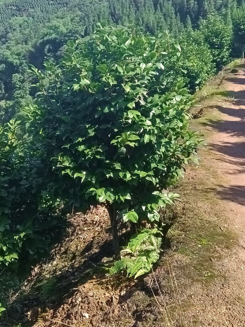 茶花