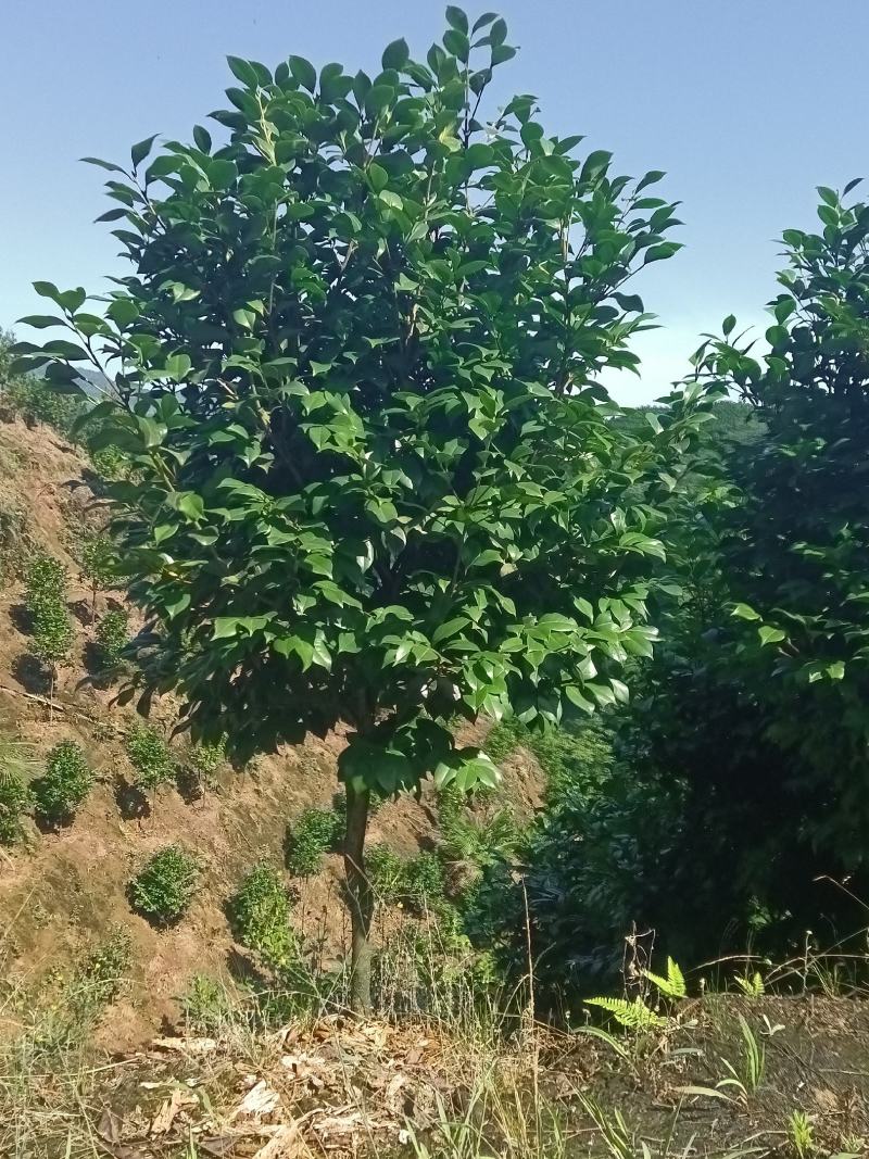 茶花