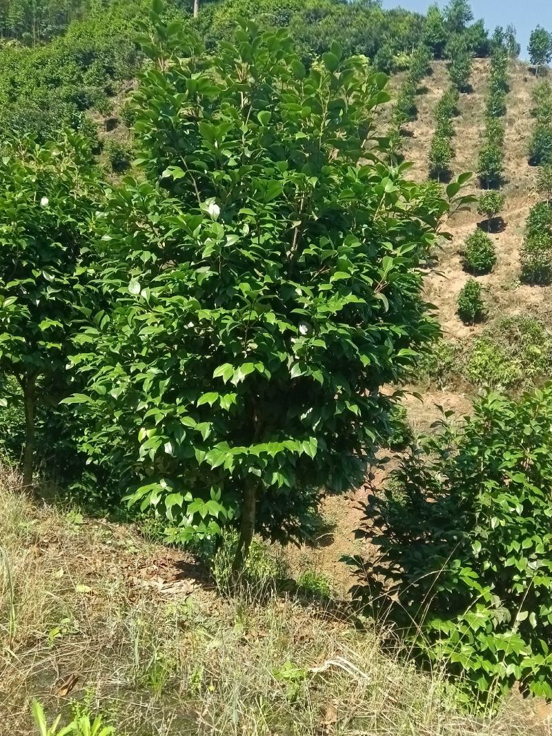 茶花