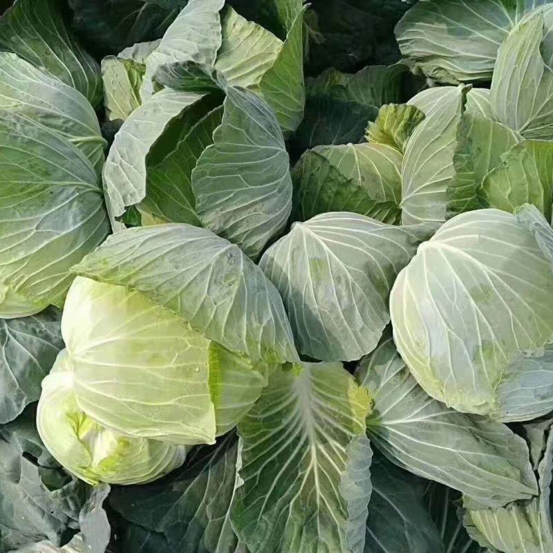 扁包菜供货加工厂，市场，牛心甘蓝，产地直供，专业代收代发