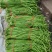 精品长豆角60厘米以上。一手货源，全国代发诚信经营