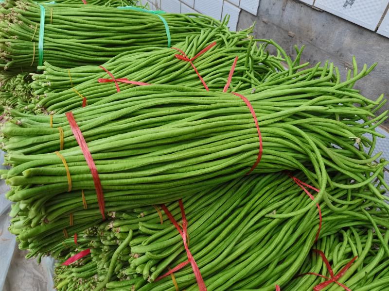 精品长豆角60厘米以上。一手货源，全国代发诚信经营