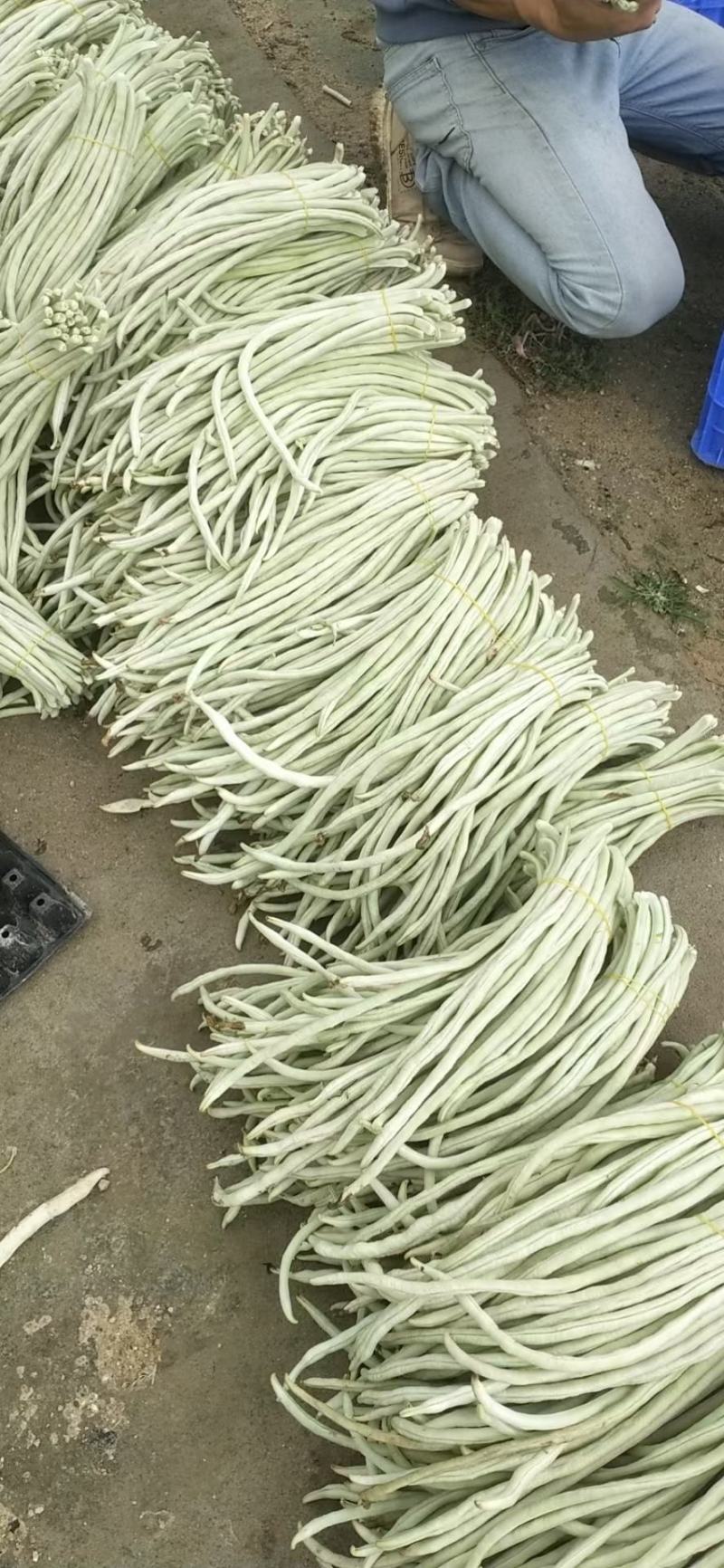 广东白豆角，大量上市基地合作，发往湖南，江西，湖北