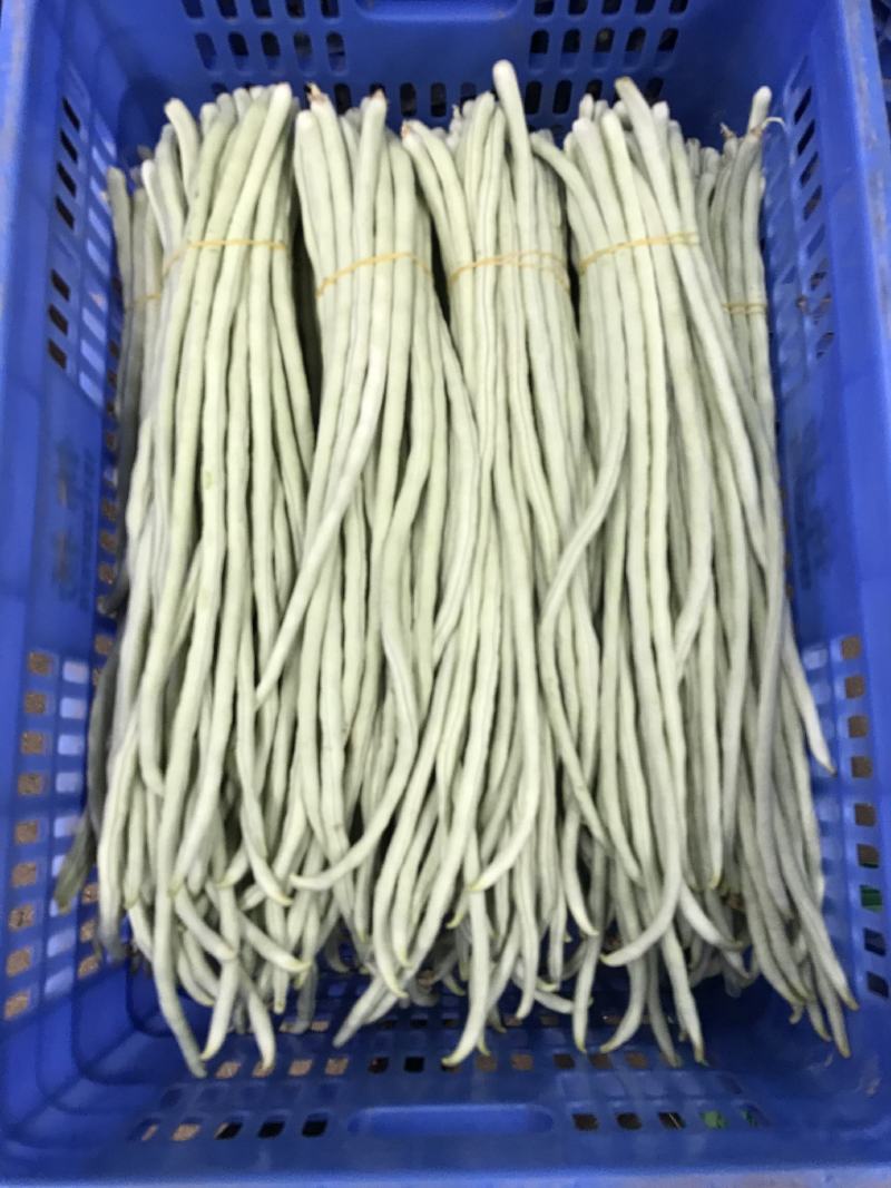 广东白豆角，大量上市基地合作，发往湖南，江西，湖北