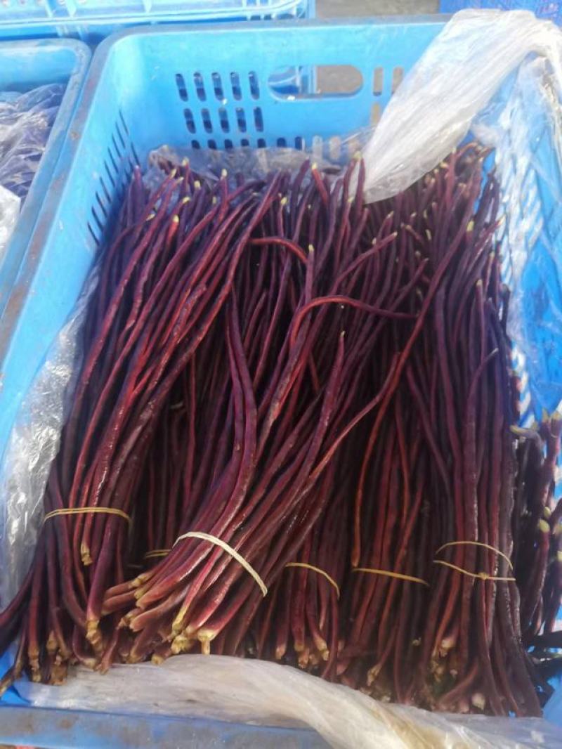 广东白豆角，大量上市基地合作，发往湖南，江西，湖北