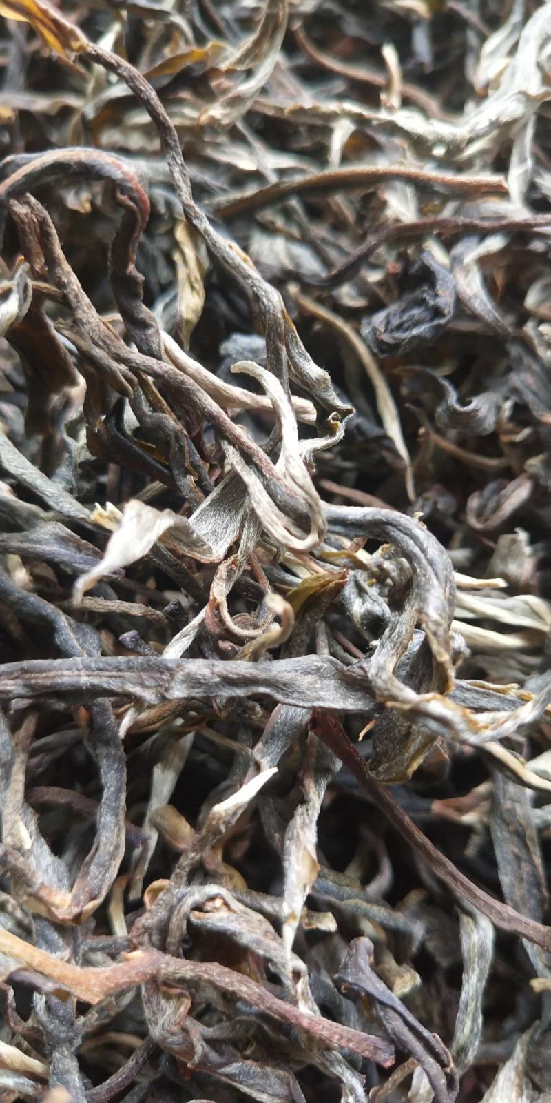 云南临沧忙肥古树茶