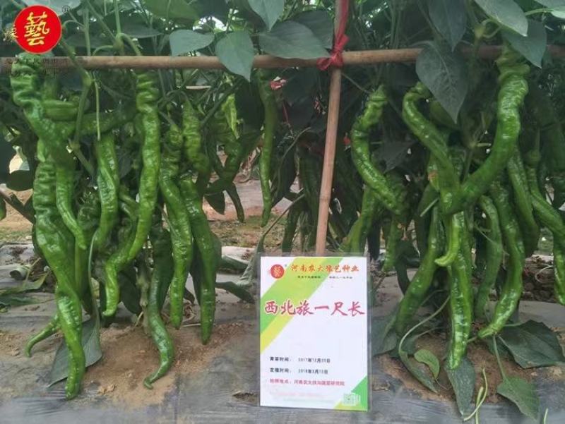 西北旅一尺长螺丝椒种子翠绿皮皮薄肉脆少渣易管理易坐果33