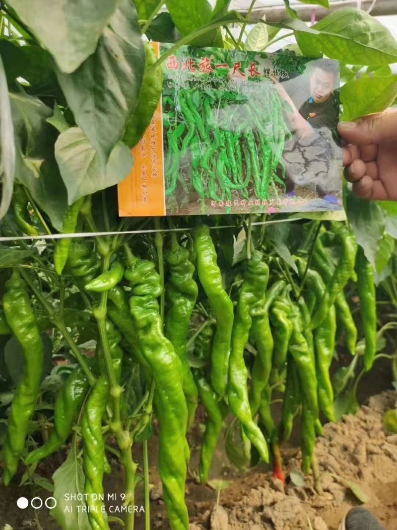 西北旅一尺长螺丝椒种子翠绿皮皮薄肉脆少渣易管理易坐果33