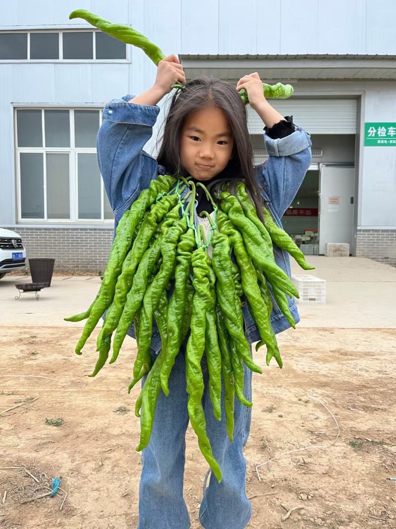 西北旅一尺长螺丝椒种子翠绿皮皮薄肉脆少渣易管理易坐果33