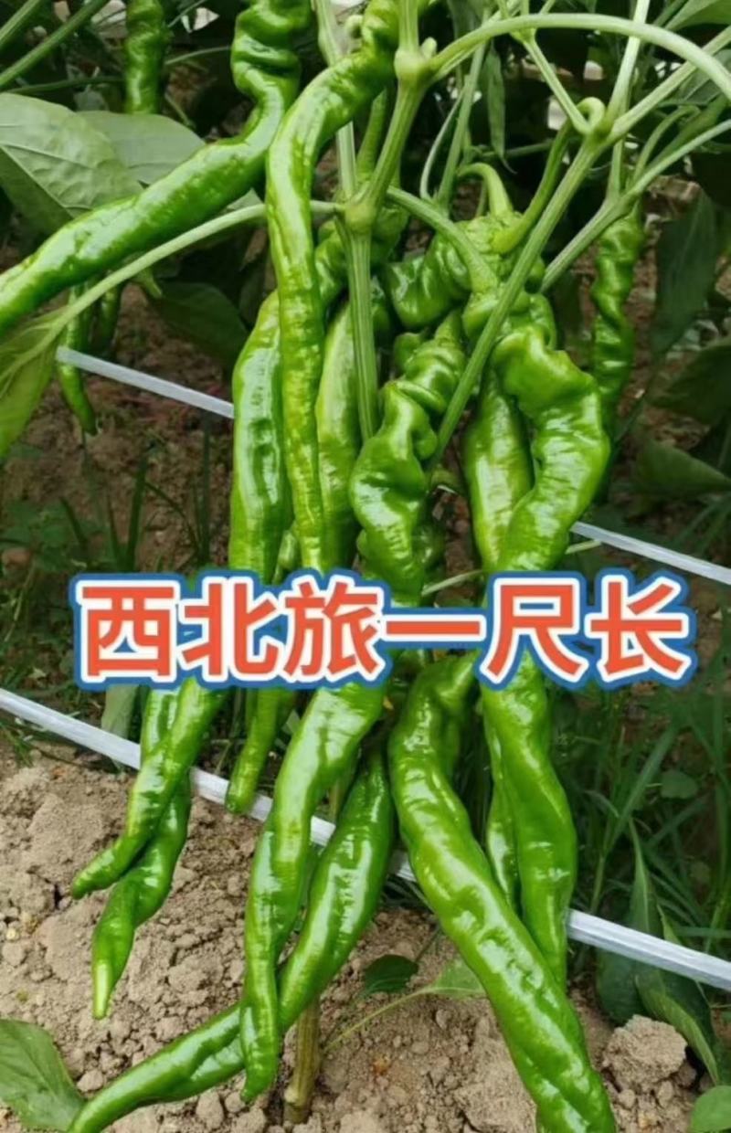 西北旅一尺长螺丝椒种子翠绿皮皮薄肉脆少渣易管理易坐果33
