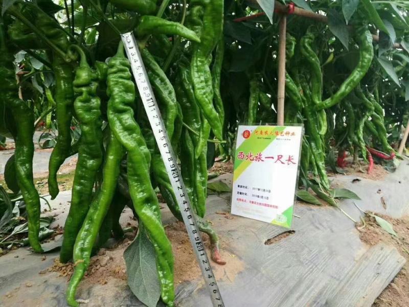 西北旅一尺长螺丝椒种子翠绿皮皮薄肉脆少渣易管理易坐果33