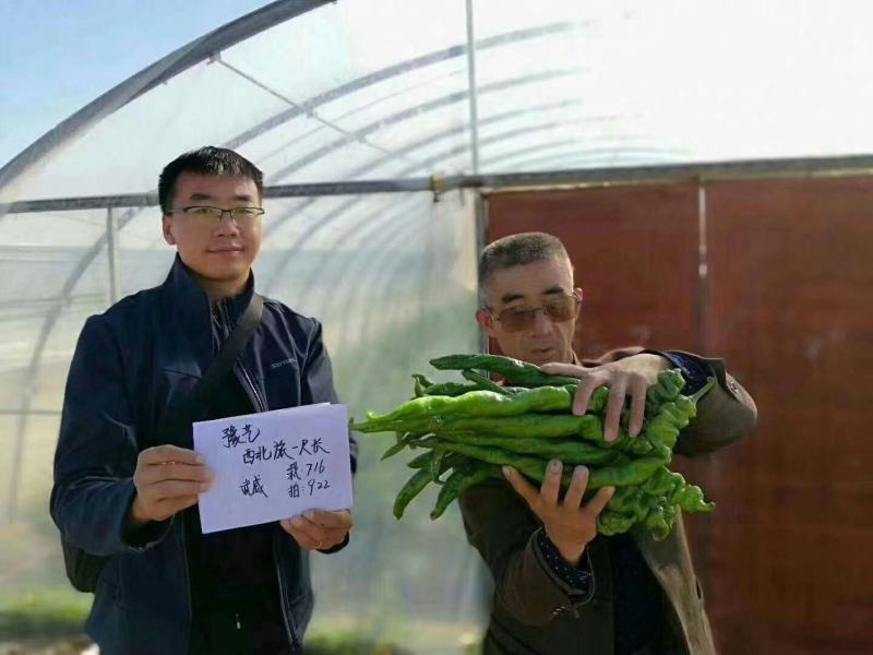 西北旅一尺长螺丝椒种子翠绿皮皮薄肉脆少渣易管理易坐果33