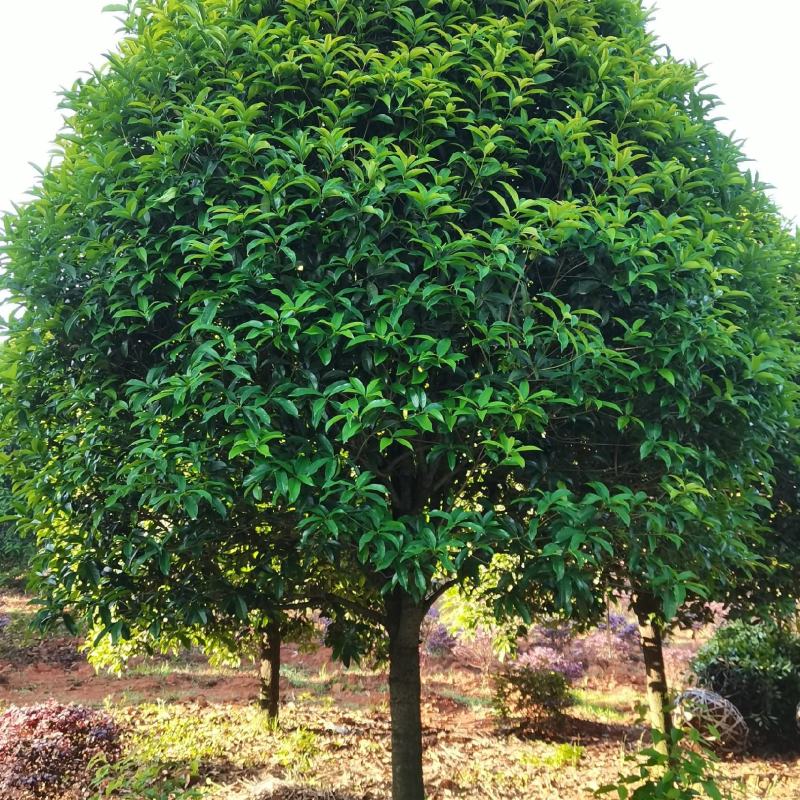 桂花树苗，品质好，成活率高，价格低，量大价格优惠。
