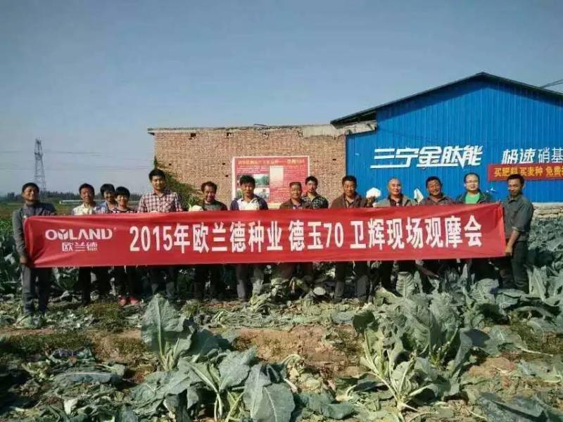 德玉70花菜种子中早熟紧花实花70天拧抱免盖花椰菜种子