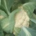 德玉70花菜种子中早熟紧花实花70天拧抱免盖花椰菜种子