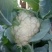德玉70花菜种子中早熟紧花实花70天拧抱免盖花椰菜种子
